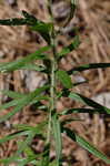 Butterfly milkweed